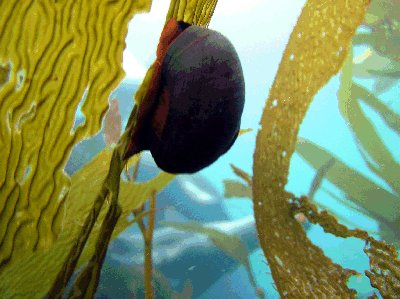 A sea snail on kelp.