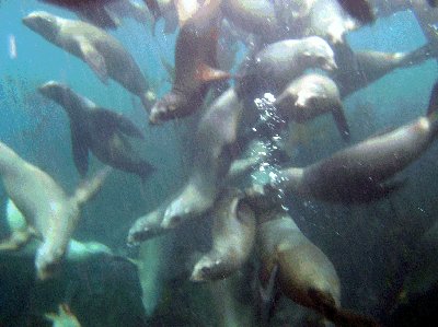 Sea Lions Attack!