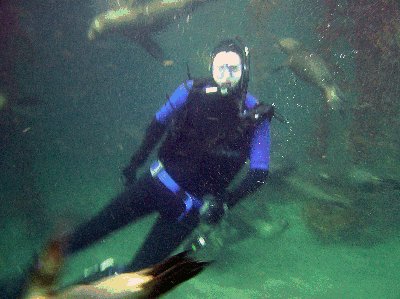 Nick is dive bombed by vicious sea lions.