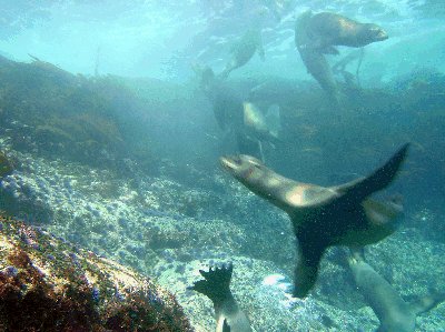 Sea lions flee!