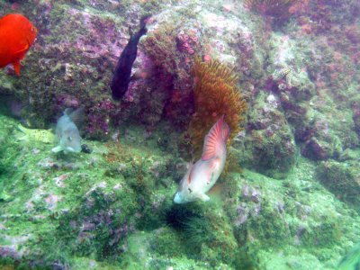 A colorful reef off Long Point.