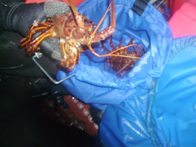 The bugs were legal, but not monsters.