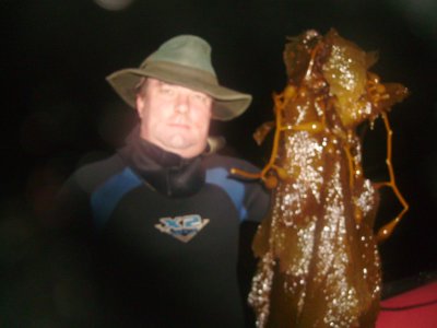 I pose with my catch - enough kelp to make sushi for a month!