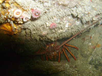 A lobster hides