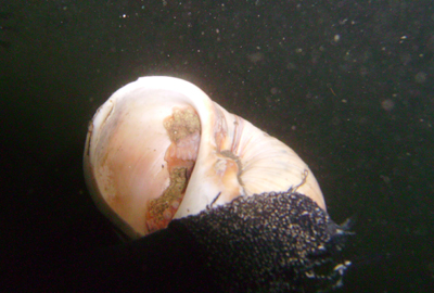 An octopus squats in a vacant snail shell.