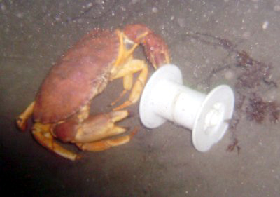 Humans have punching bags, crabs have clawing spools.