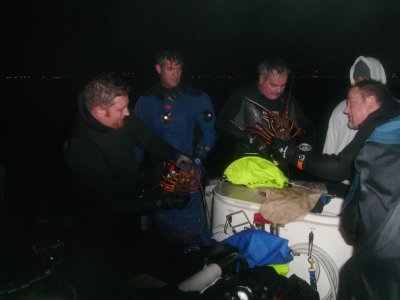 Divers count their lobsters.