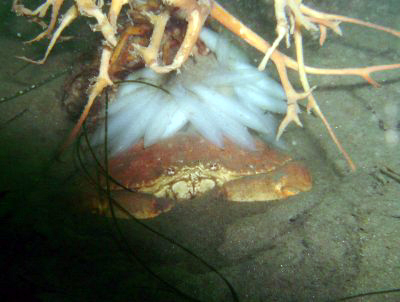 A crab guards the last of the squid egg sacks on the bottom of the canyon.