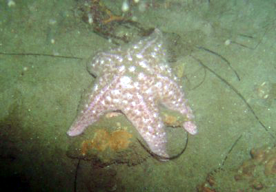 A starfish gives Jiu Jitsu to a sea conch.