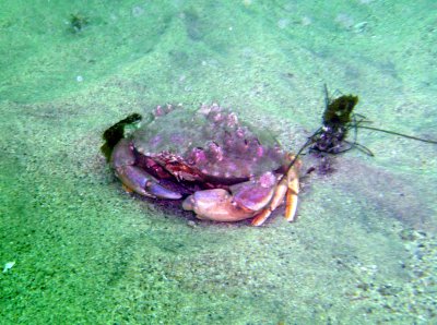 A killer crab guards the rim of the canyon.