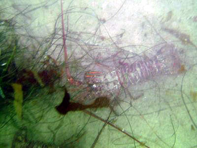 Lobsters think they hide under kelp…