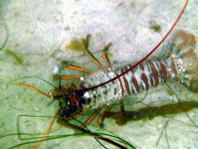 Lobsters are really stupid creatures, but they’re smart enough to know when lobster season is over!