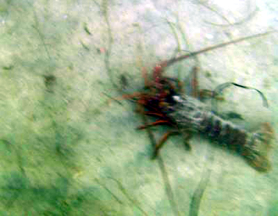 A lobster takes a walk during the day!