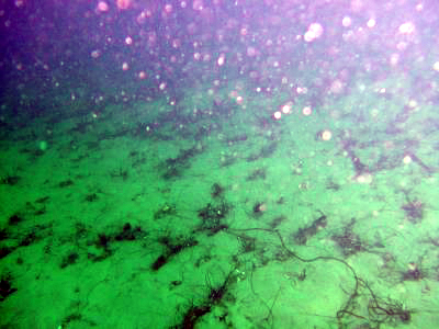 Looking over Redondo Canyon.