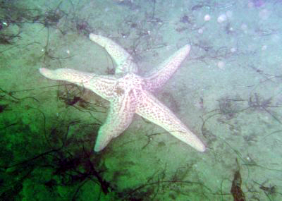 A lone white starfish.