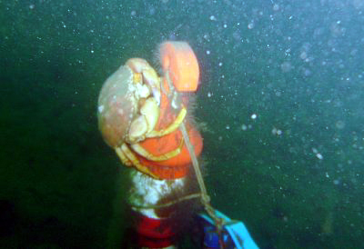 A killer crab waits to attack.