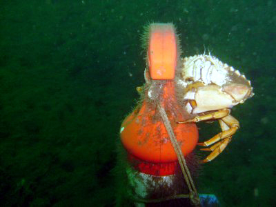 A killer crab waits to attack.
