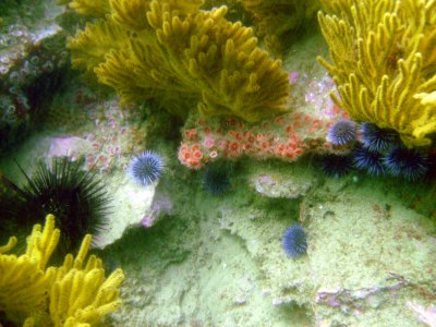 120 Reef Off Of Old Marineland