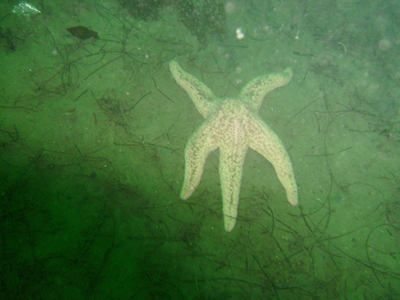 The John Holmes of the star fish community.