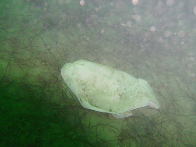 The extremely slow decay of a dead plasticus bagus.