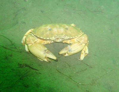 An man eating attack crab.