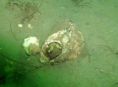 A spectator fish takes cover in a nearby shell.