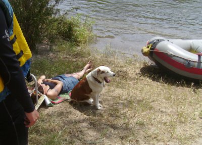 A guard dog keeps watch over a sunbather.