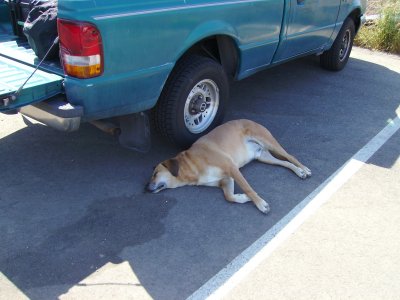 ran over dog