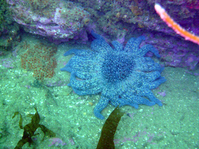 The cold water brings the Sun Stars to the area.