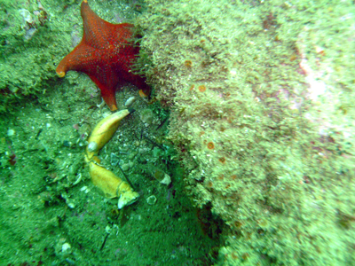 The brutal remains of a crab fight - a single detached claw.