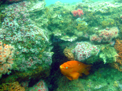 Even the Garibaldi admire the colorful reefs.