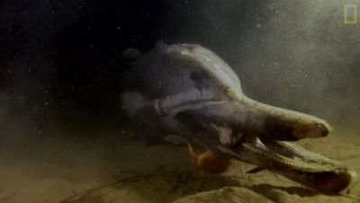 A rotting Dolphin