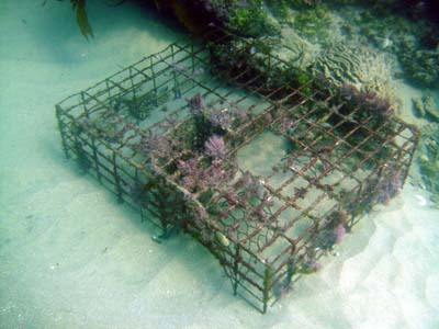 A half buried abandoned lobster trap.