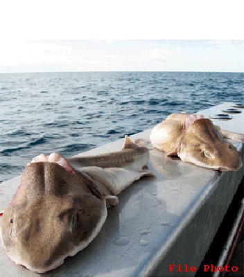 Victims of shark fining.