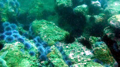 Diving Terranea Resort